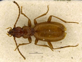Media type: image;   Entomology 28855 Aspect: habitus dorsal view